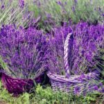 Lavendel in der Provence