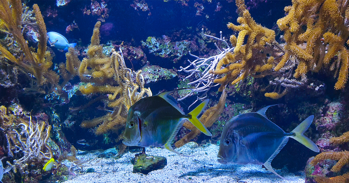 Fische im Aquarium von La Rochelle
