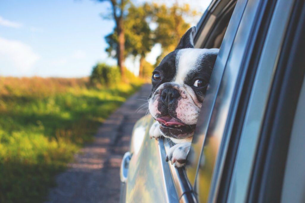 Frankreich-Rundreisen mit Hund